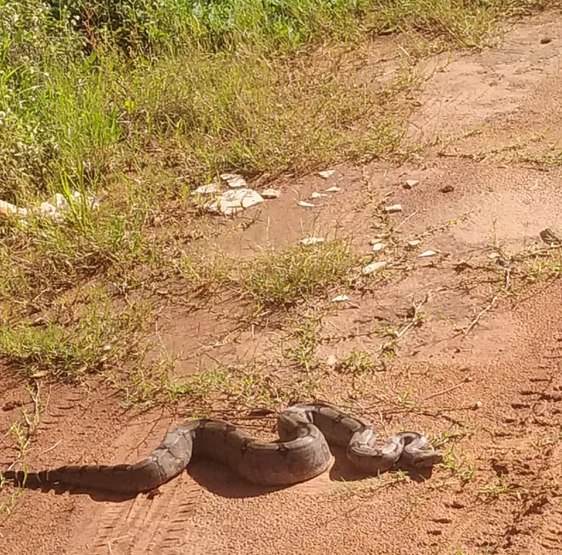 Jiboia encontrada por moradores do Pereira Jordão próximo a Escola Alice Marques (Reprodução Facebook)