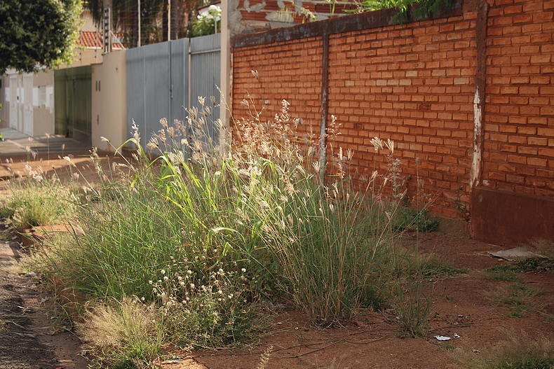 Bairro Vila Rica (Foto Eduardo Imperador e Flávia Gomes)